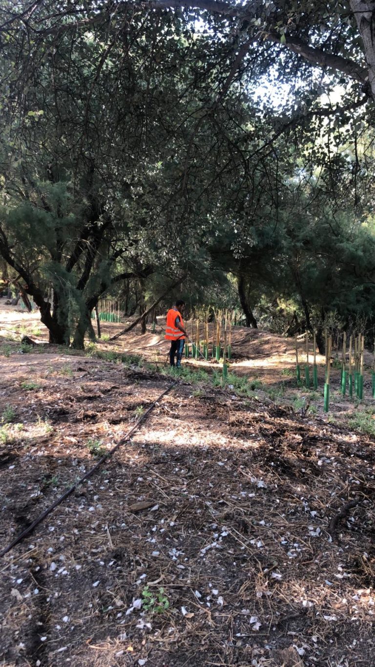 PRIMEROS PASOS EN LA REVEGETACIÓN DEL BOSQUE DE RIBERA A SU PASO POR ANDUJAR